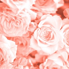Fototapet Petals L, Peach, Origin Murals, 350x280cm