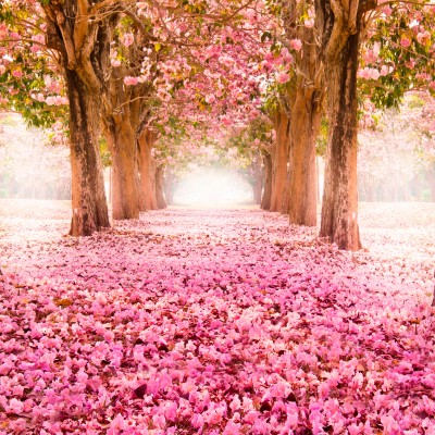 Fototapet Blossom Trees L, Rose Pink, Origin Murals, 350x280cm,  
