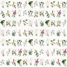 Fototapet Fleurs Sauvages, Parchemin, PaperMint