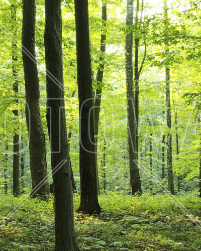 Tapet Rural Forest, cu o imagine realistică a unei păduri, perfect pentru a decora livingul, dormitorul sau orice altă cameră din casa dumneavoastră.