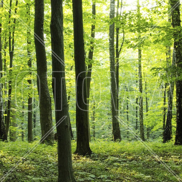Tapet Rural Forest, cu o imagine realistică a unei păduri, perfect pentru a decora livingul, dormitorul sau orice altă cameră din casa dumneavoastră.