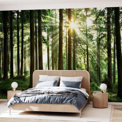 Tapet cu un design natural, Sunbeam through Trees, ce prezintă o pădure de pini și razele soarelui ce pătrund prin copaci.