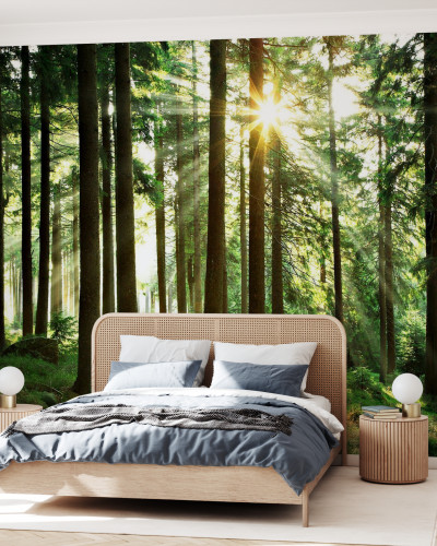 Tapet cu un design natural, Sunbeam through Trees, ce prezintă o pădure de pini și razele soarelui ce pătrund prin copaci.