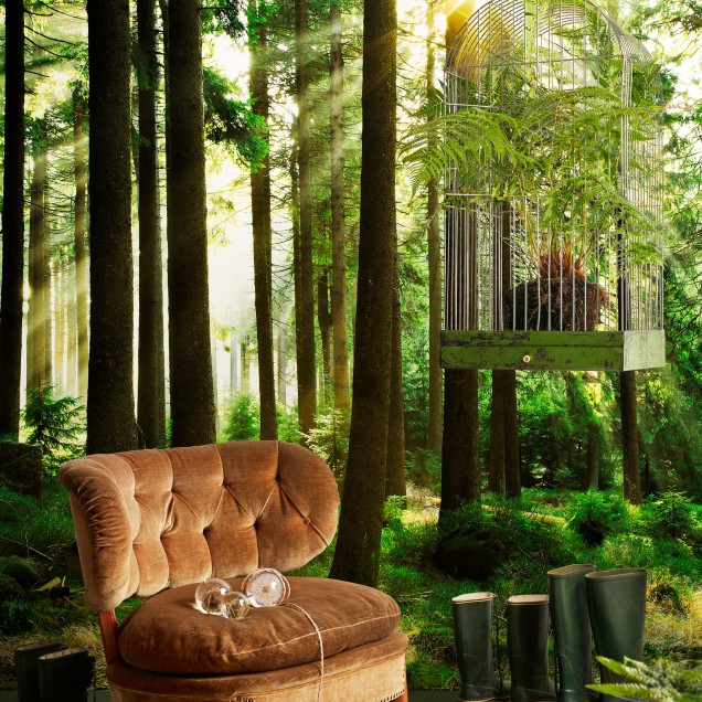 Tapet cu un design natural, Sunbeam through Trees, ce prezintă o pădure de pini și razele soarelui ce pătrund prin copaci.
