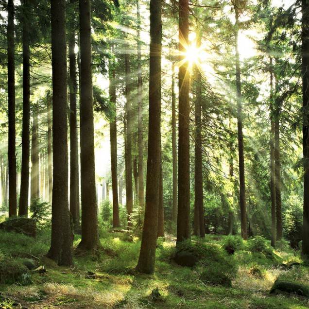 Tapet cu un design natural, Sunbeam through Trees, ce prezintă o pădure de pini și razele soarelui ce pătrund prin copaci.