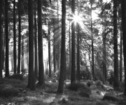 Fototapet Sunbeam through Trees, Monochrome, Personalizat, Photowall