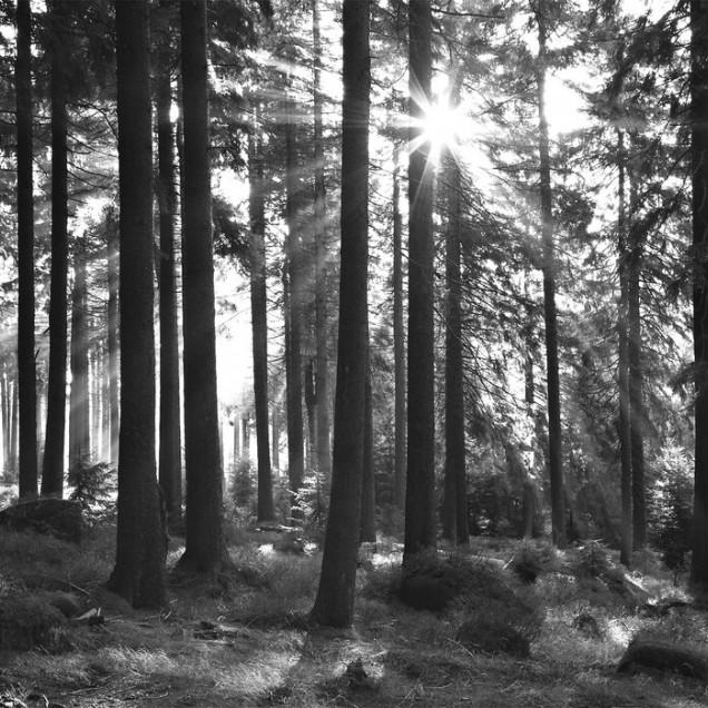 Tapet Sunbeam through Trees, Monochrome
