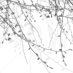 Fototapet Spring Beech, Silver, personalizat, Photowall