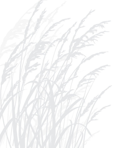 Tapet cu iarbă gri deschis, Grass, Light Grey, în living