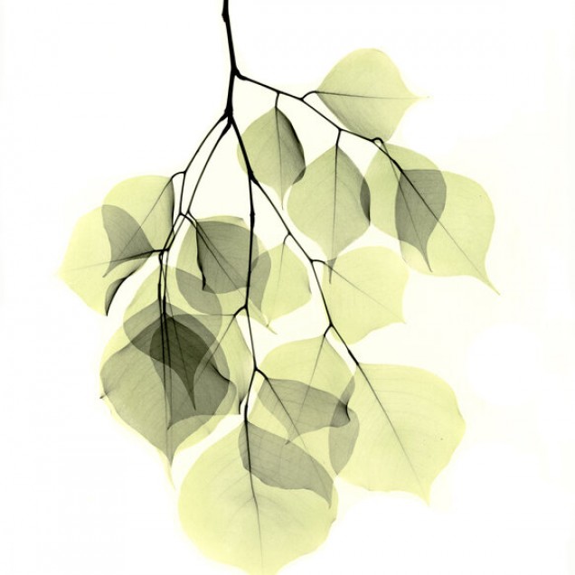 Fototapet Photowall PHW-E21792. Conține culorile: Verde, Verde Pastel, Verde, Verde Palid, Verde, Verde Măsliniu, Negru, Negru Închis, Alb, Alb Trafic