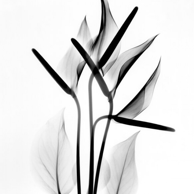 Fototapet floral alb-negru, design interior modern