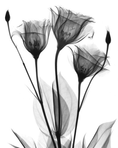 Wallpaper modern cu flori în tonuri de gri