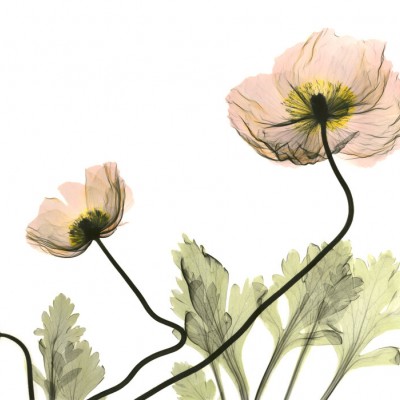 Fototapet floral cu maci islandezi în decor modern