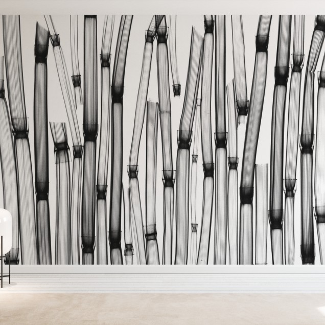 Tapet Horsetail cu design minimalist in nuante de gri