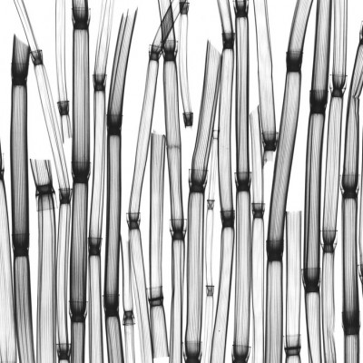 Tapet Horsetail cu design minimalist in nuante de gri