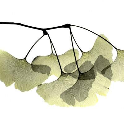Tapet cu design minimalist Ginkgo Biloba, cu frunze de Ginkgo Biloba in tonuri delicate de verde