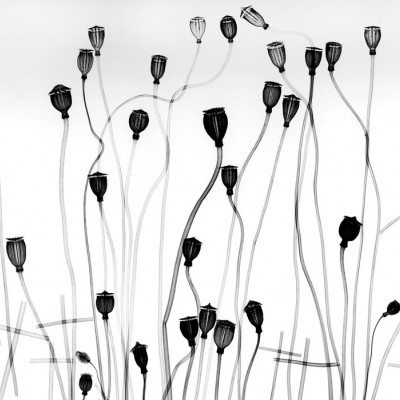 Tapet minimalist cu flori negre pe un fundal alb