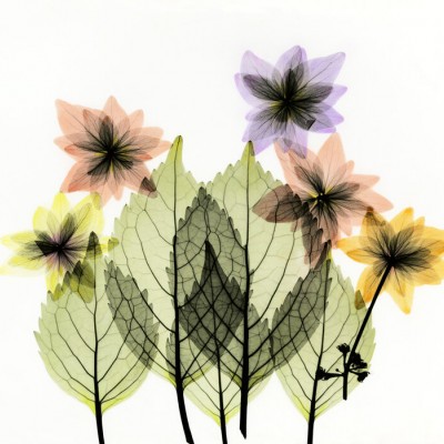 Un wallpaper modern, minimalist cu flori delicate si frunze transparente.
