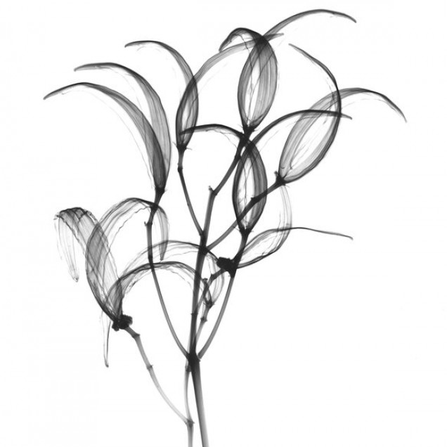 Tapet cu model minimalist Seapods Oleander Bush, care prezintă o plantă de oleandru în stil grafic, potrivit pentru a decora livingul, dormitorul sau bucătăria.