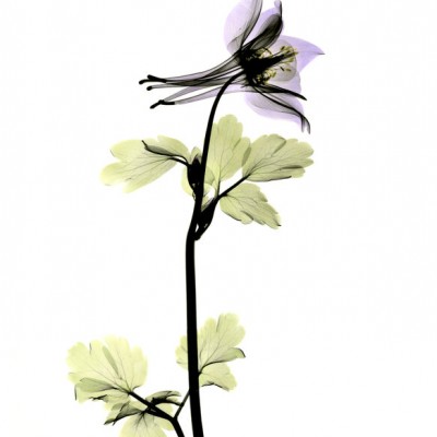 Tapet floral Columbine cu o floare delicata in nuante de violet si verde