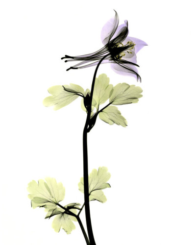 Tapet floral Columbine cu o floare delicata in nuante de violet si verde
