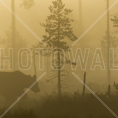Fototapet Bear in Morning Fog, Personalizat, Photowall, Fototapet living 