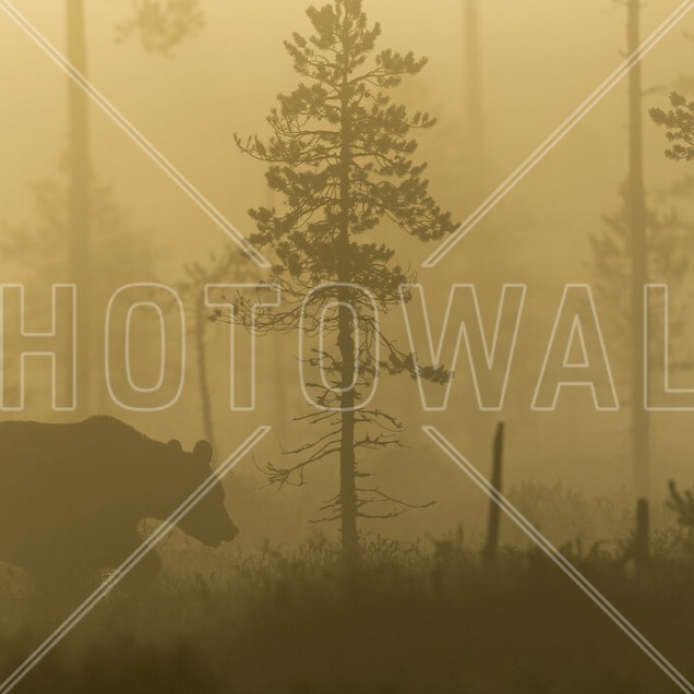 Bear in Morning Fog wallpaper, un urs intr-o padure cu ceață dimineata.