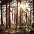 Fototapet Sunbeam through Trees, Retro, Photowall