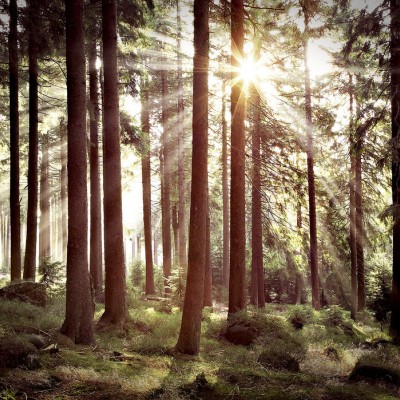 Sunbeam through Trees wallpaper, retro style forest scene with sunlight streaming through the trees