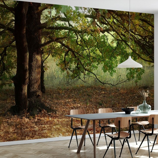 Autumn Leaves of Oak Tree wallpaper with sun shining through the leaves