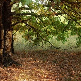 Fototapet Evening Sun Beams on Autumn Leaves of Oak Tree, Personalizat, Photowall