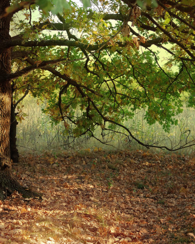 Autumn Leaves of Oak Tree wallpaper with sun shining through the leaves
