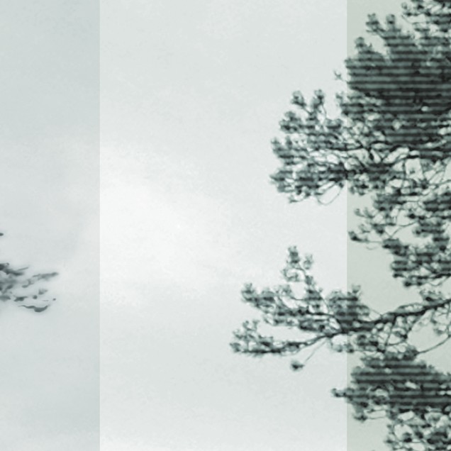 Tapet cu panorama a pini siluetaţi, Bluegreen