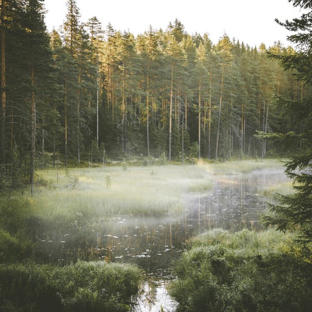 Tapetul  The Secret Place cu un lac înconjurat de copaci înalți.