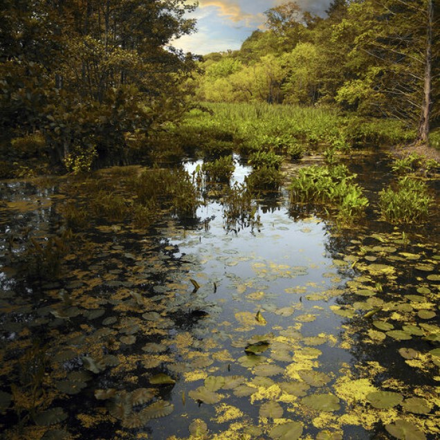 The Wetlands, un The Wetlands captivant cu un peisaj de lacuri cu nuanțe de verde, galben și albastru