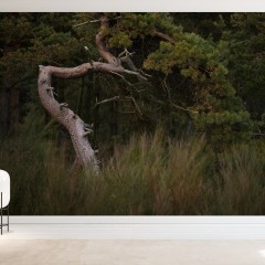 Fototapet Crooked Conifer, Personalizat, Photowall