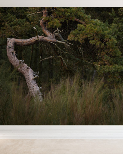 Tapet Crooked Conifer cu un conifer contorsionat, printre ierburi înalte