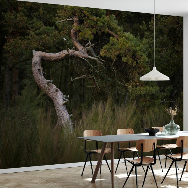 Tapet Crooked Conifer cu un conifer contorsionat, printre ierburi înalte