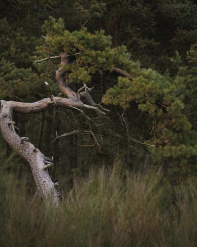 Tapet Crooked Conifer cu un conifer contorsionat, printre ierburi înalte