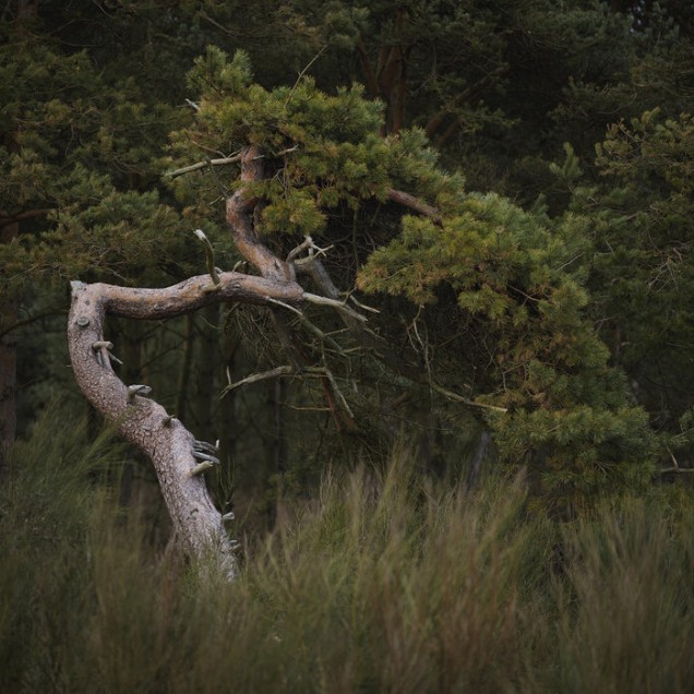 Tapet Crooked Conifer cu un conifer contorsionat, printre ierburi înalte