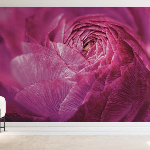 Tapet foto Ranunculus Abstract, cu o floare de ranuncul in culori vibrante
