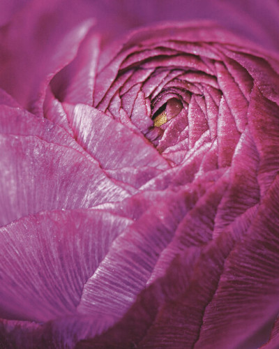 Tapet foto Ranunculus Abstract, cu o floare de ranuncul in culori vibrante