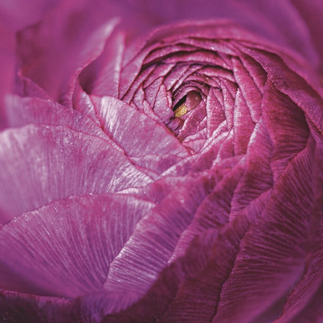 Tapet foto Ranunculus Abstract, cu o floare de ranuncul in culori vibrante