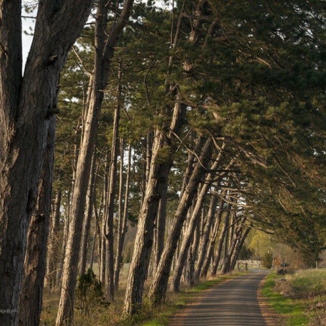 Fototapet Country Road, un drum printr-o pădure de pini, cu o luminozitate caldă a soarelui.