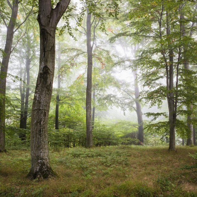 Tapet foto Forest Fog cu imaginea unei paduri învăluite în ceață
