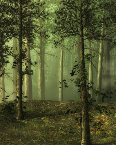 Tapet perete Foggy Forest cu o imagine a unei păduri învelite în ceață