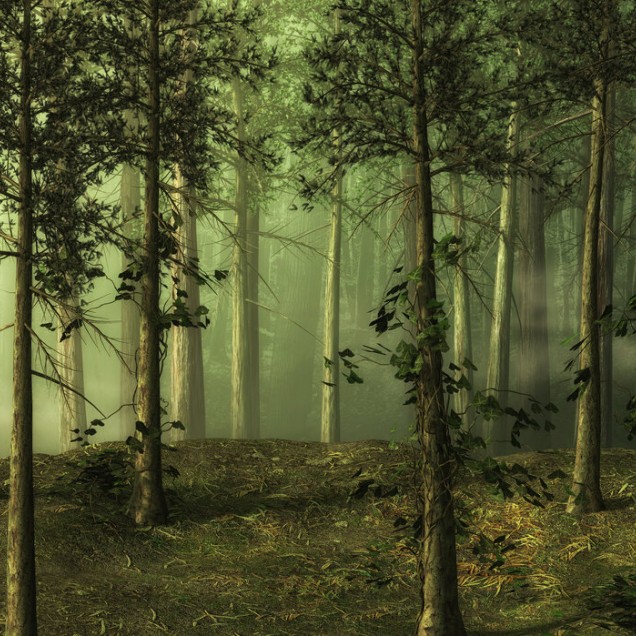 Tapet perete Foggy Forest cu o imagine a unei păduri învelite în ceață