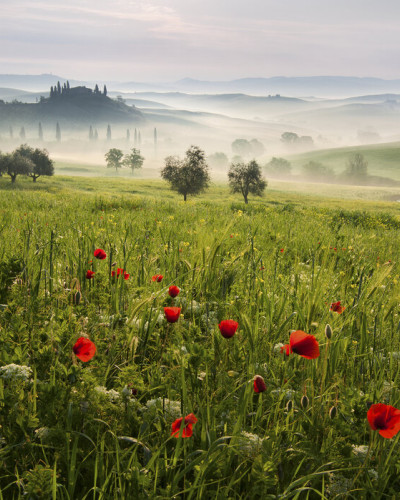 Imagine de fundal cu o priveliște din Toscana, cu dealuri verzi, flori roșii și ceață