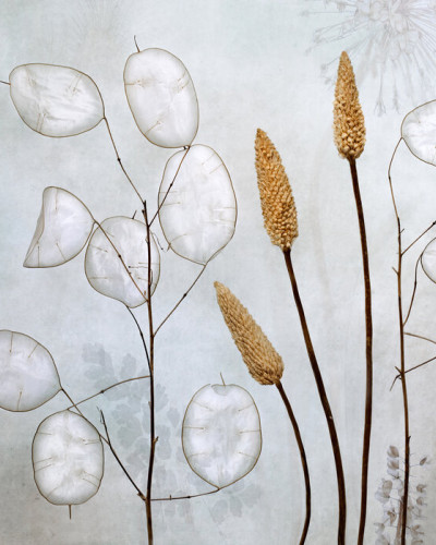 Wallpaper cu flori uscate Lunaria