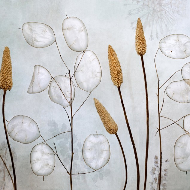 Wallpaper cu flori uscate Lunaria